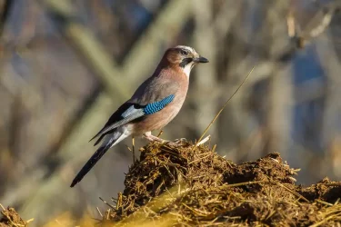 La réserve à vol d'oiseaux - Monteneuf
